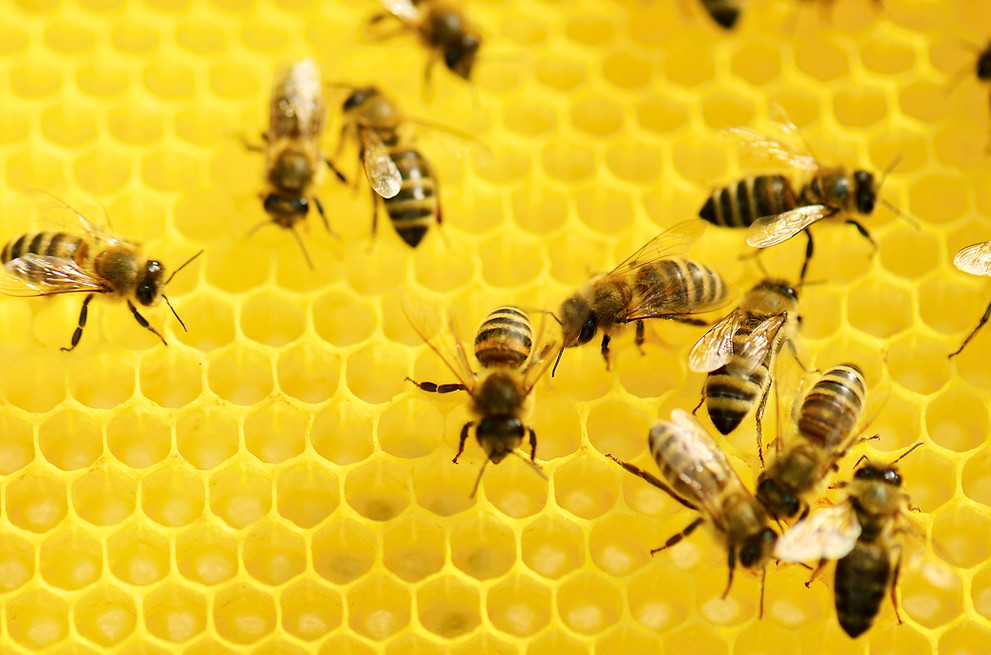 Les abeilles au travail