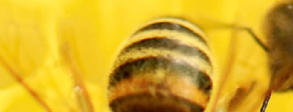 Bees at Work