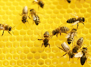 Bees on Honeycomb