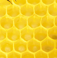 Les abeilles au travail