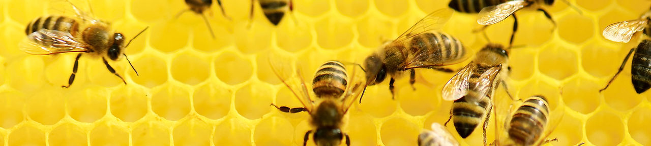 Bee Jewellery