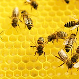 Bees at Work