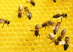 Bees at Work