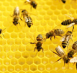 Bees at Work