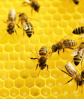 Bees on Honeycomb