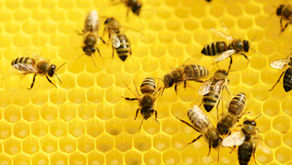Bee Writing Prompts: Engaging Elementary School Students in Environmental Education