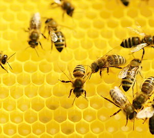 boutique apiculture