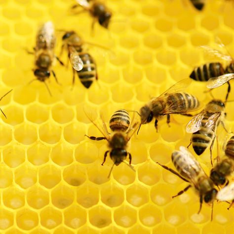 Bee Sting Home Remedies And Treatments