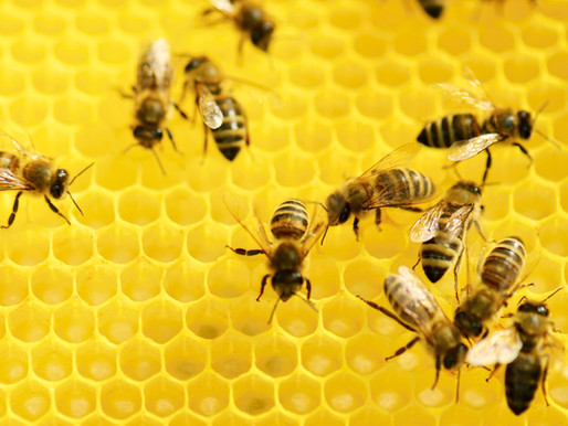 Les abeilles