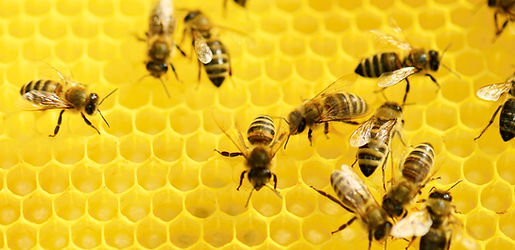 Bees at Work