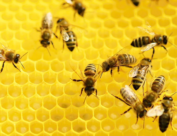 Bees at Work