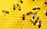 Bees at Work