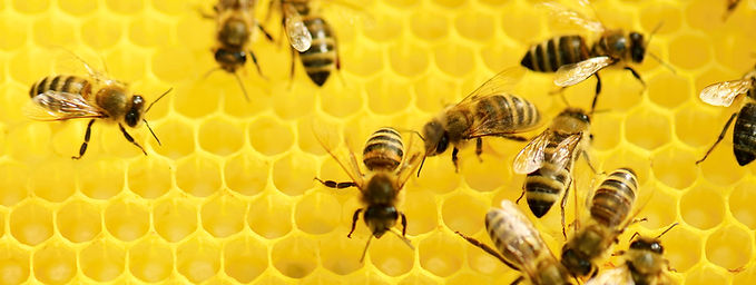 Social Values and Sustainability