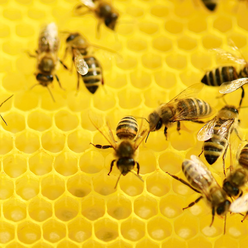 Apiary Tour
