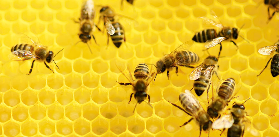 Bees at Work