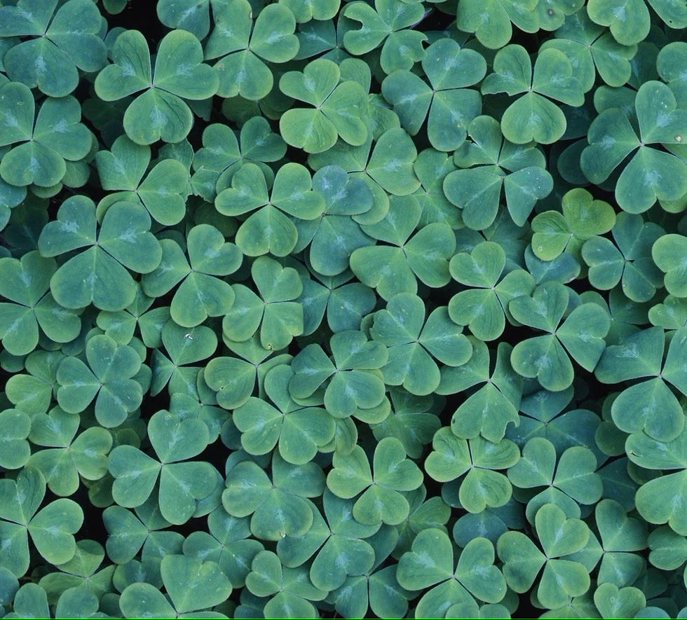 Thumbnail: Girl with Four Leaf Clover (Summer) by Wendt & Kühn of Germany