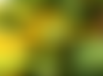 Summer Squash