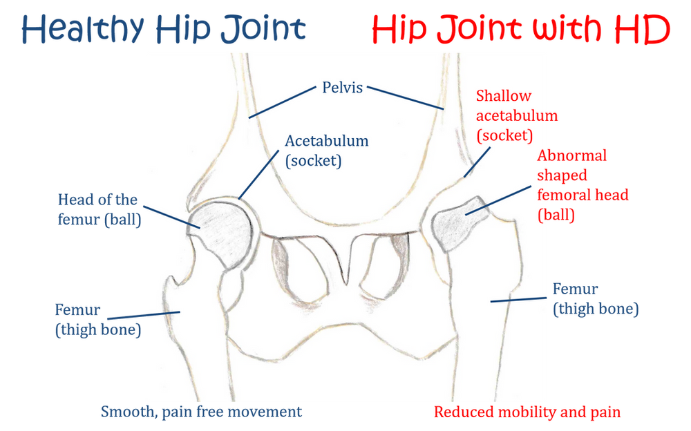 Owner Fact Files Hip Dysplasia
