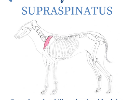 Muscle of the Month: Supraspinatus