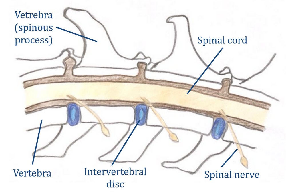 Owner Fact Files Intervertebral Disc Disease