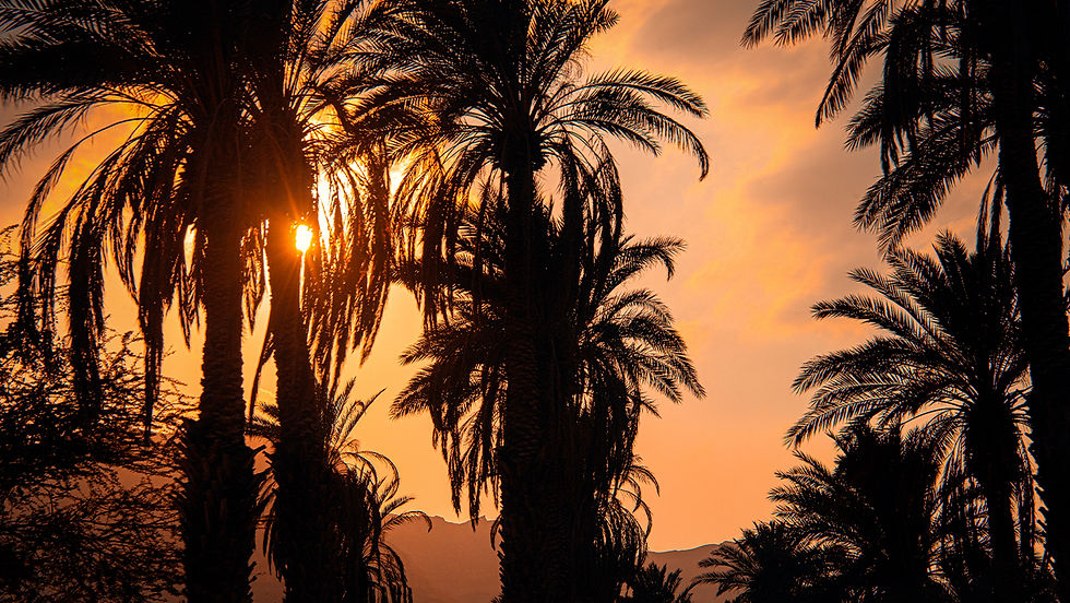 Desert dates