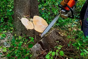 MSJ ENT TREE SERVICE