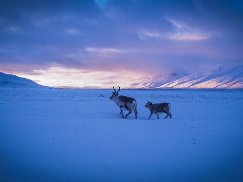 Reindeer in a winter landscape in the Hinnøya Region, Northern Norway, representing Arctic winter travel and seasonal itineraries.