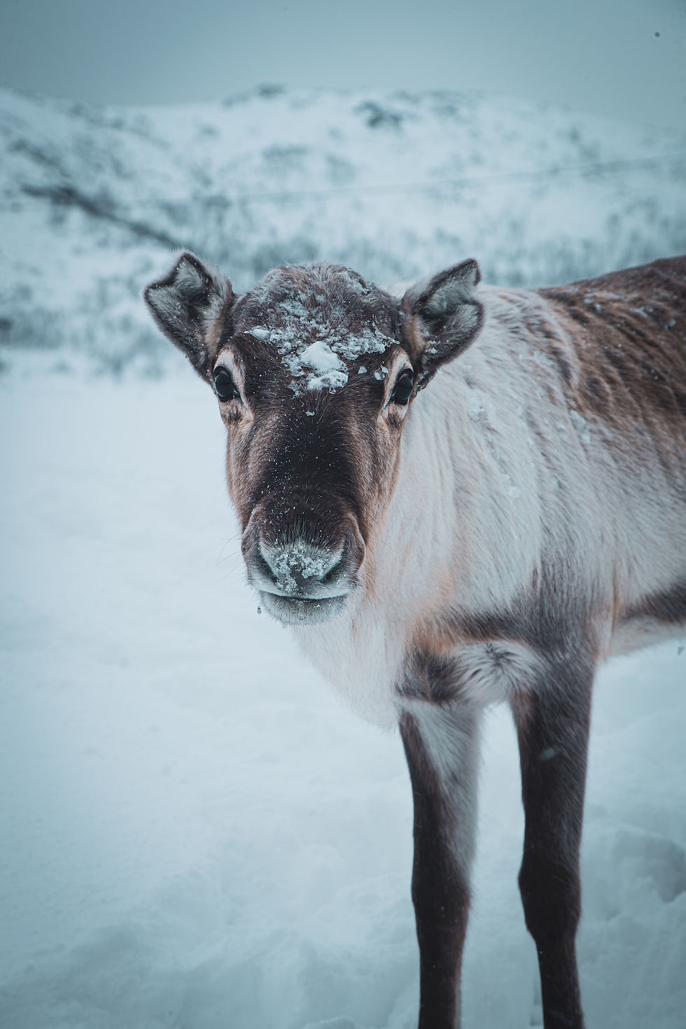 Reindeer in snowy Arctic Landscape near Hinnøya Island, rpresenting authentic Sami culture and wildlife experiences in Northern Norway
