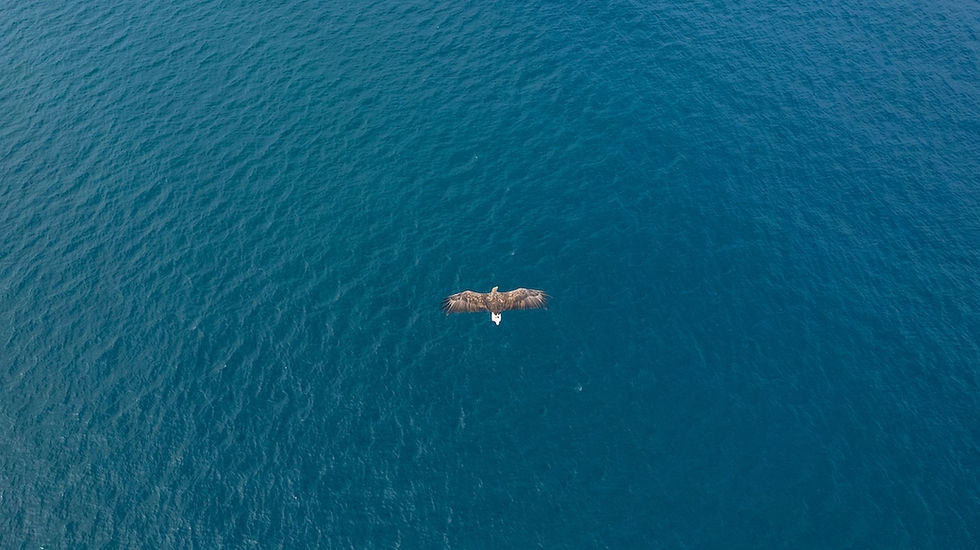 SeaEagle.jpg
