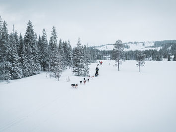 Group dog sledding through pine forest in Northern Norway during winter, ideal for soft adventure shore excursions and small group itineraries