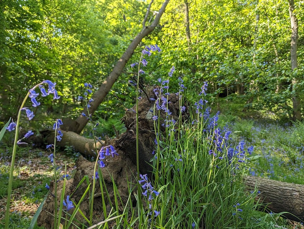 Bluebells in the foreground, in front of a toppled tree with roots exposed set in a woodland scene with dappled sunlight in Morpeth Northumberland