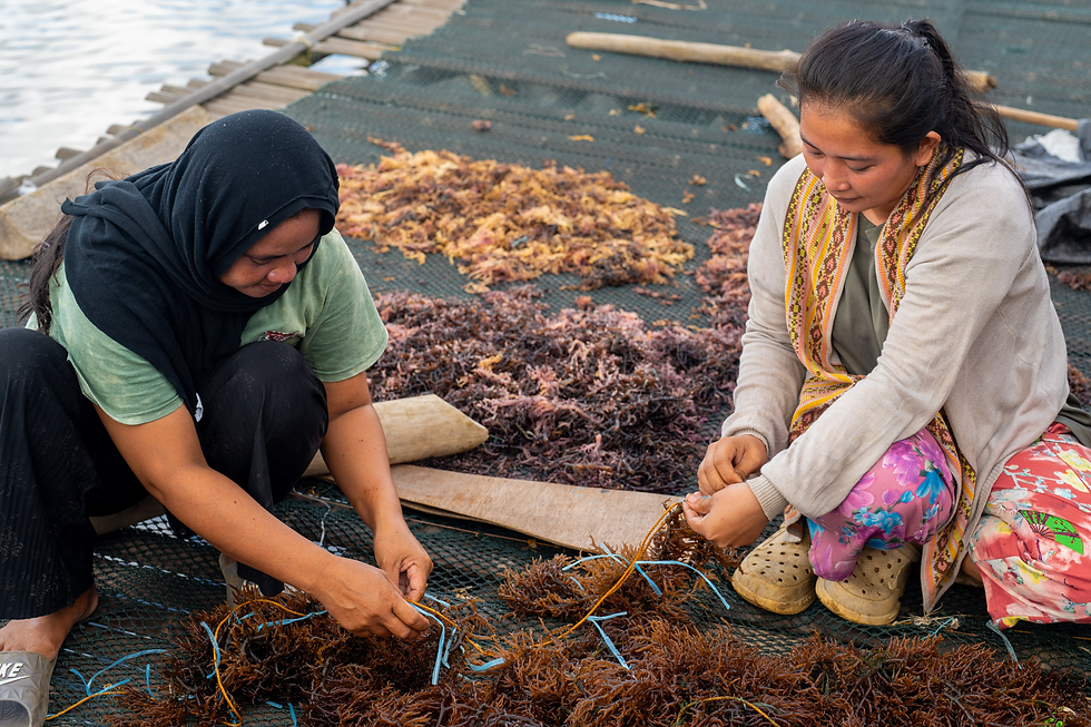 Seaweed farmers in the Tawi-Tawi province. Photo: IOM Philippines/Andrea Empamano