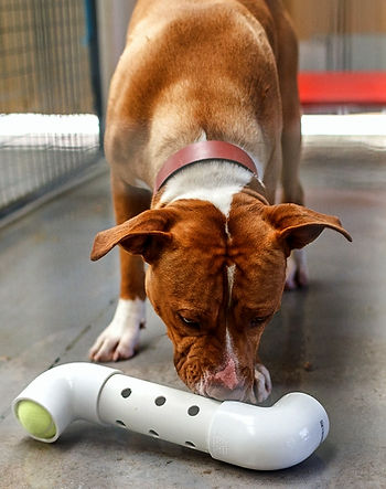 cão com tubo de pvc com furos para cheirar o alimento