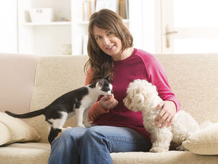 Por que seu animal se sente melhor em casa?