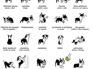 Compreensão Canina