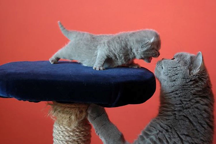 Gatinho em cima de um arranhador mia na face da mãe que está no chão sobre duas partas apoiada no arranhador