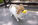Focinheiras em Cães