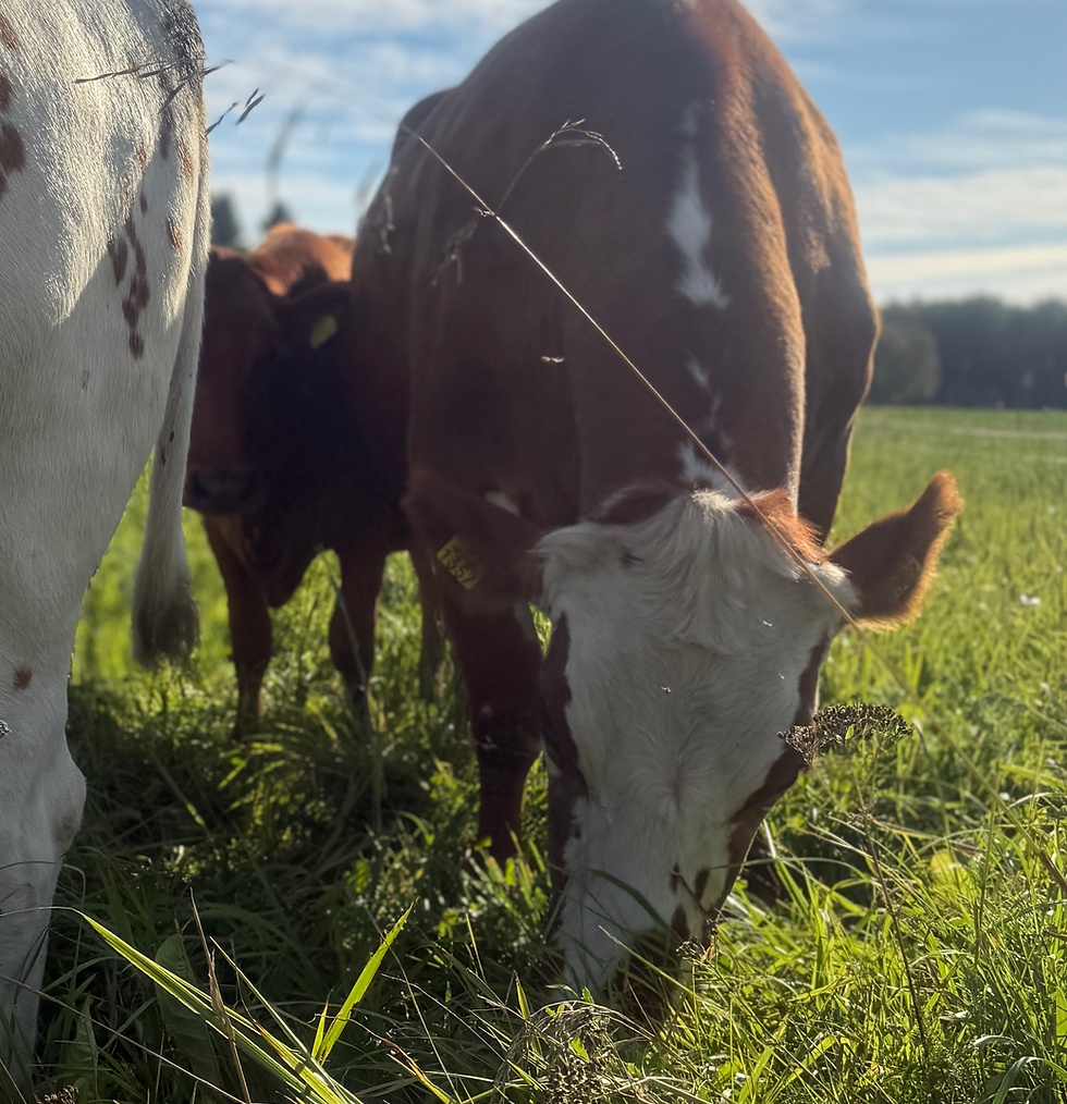 cow eating grass.heic