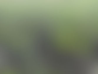 grain sprouting up from field