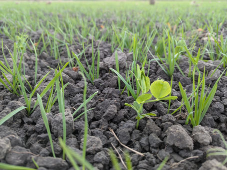 grain sprouting up from field