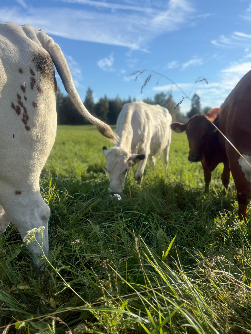 grazing.heic