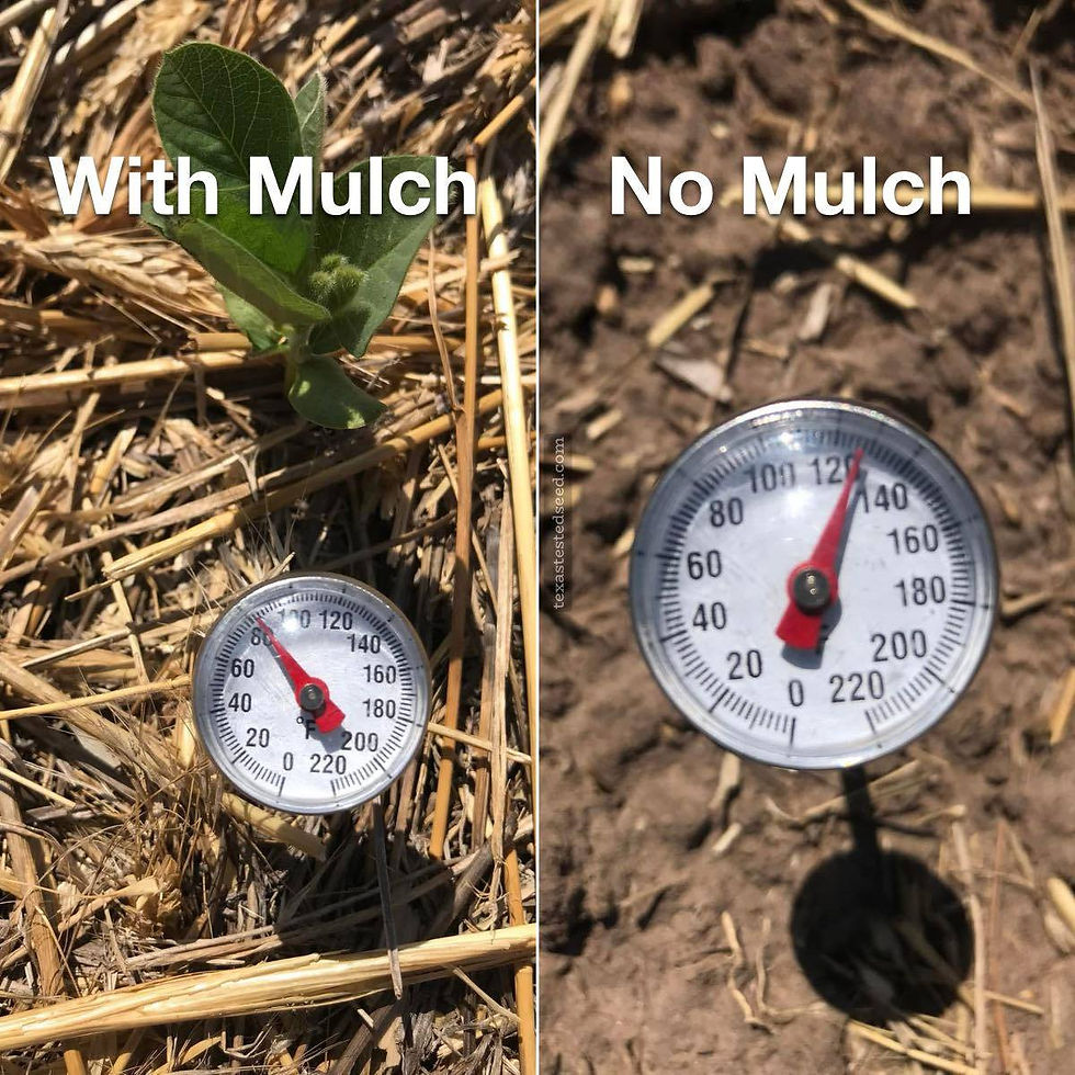 Soil temp - Cover vs no cover.jpg