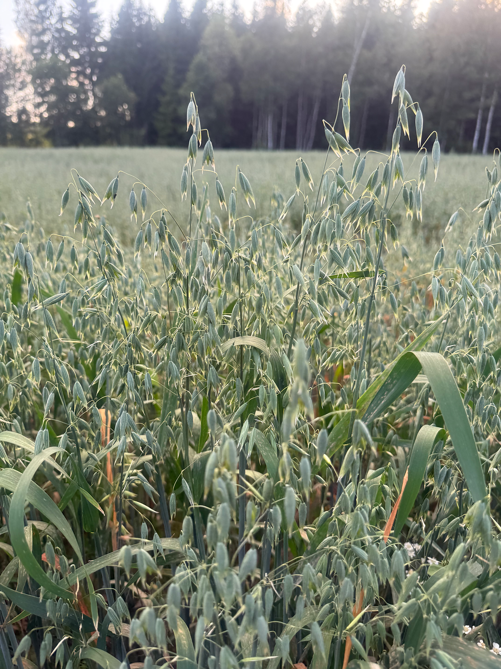 oat.HEIC