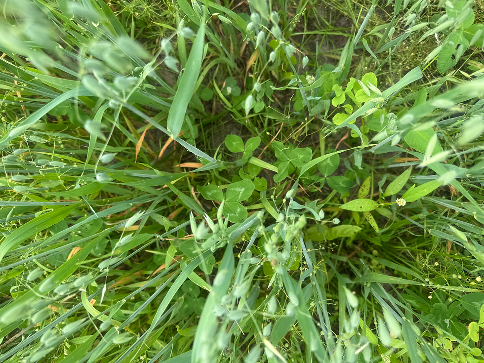 cover crop.HEIC