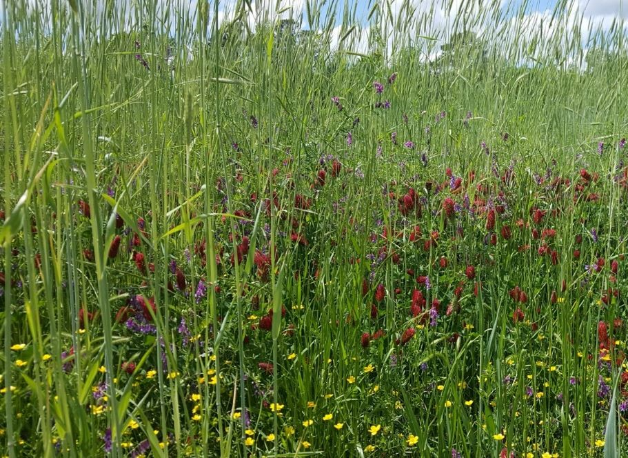 covercrop.png