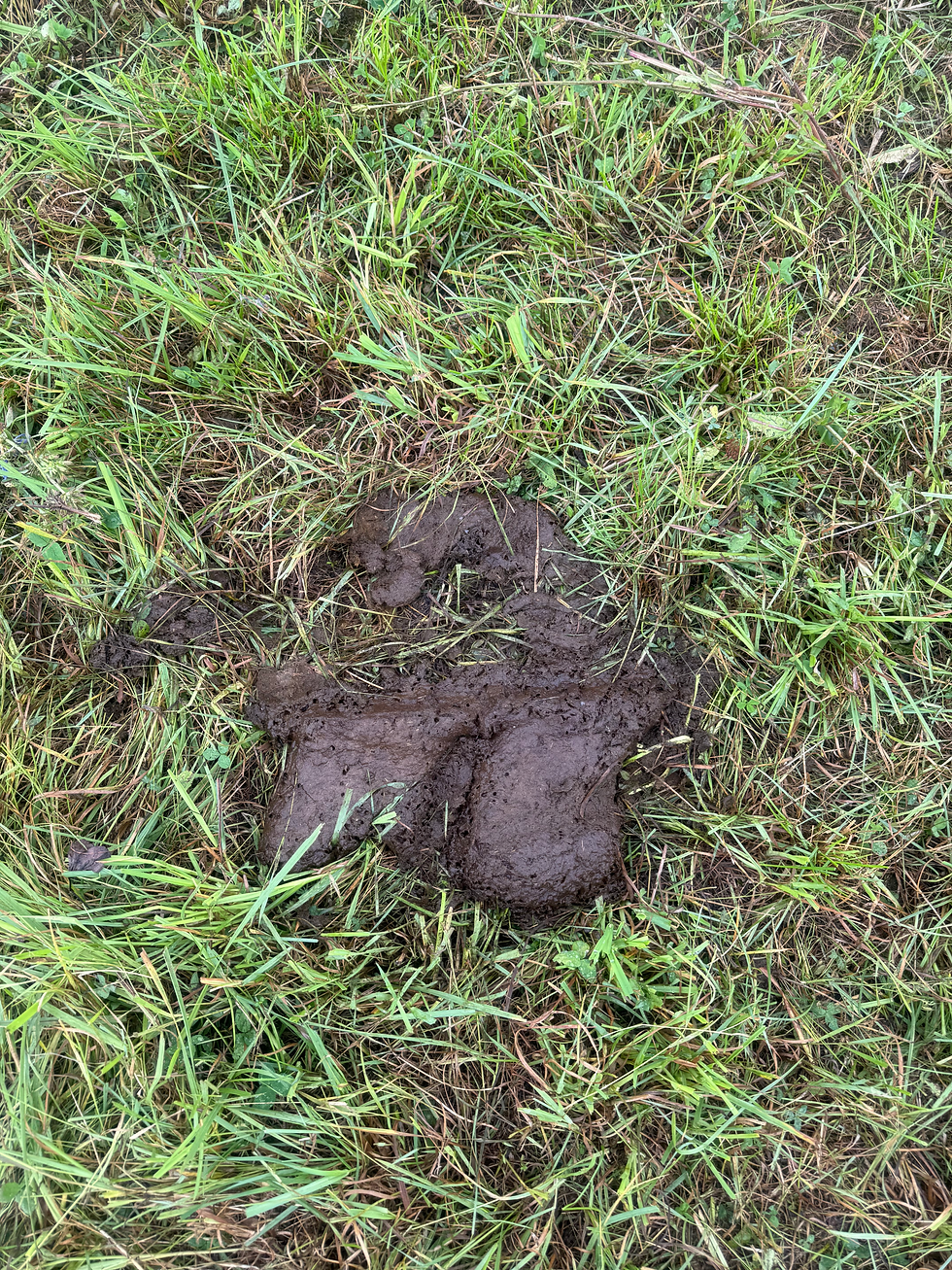 grazed grass.HEIC