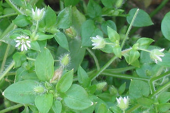 Kuva: CC BY-SA 3.0, https://commons.wikimedia.org/w/index.php?curid=33070