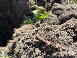 Benefits of a Healthy Soil Food Web