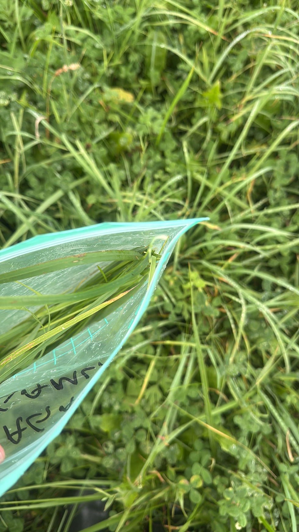 sap sample.JPG