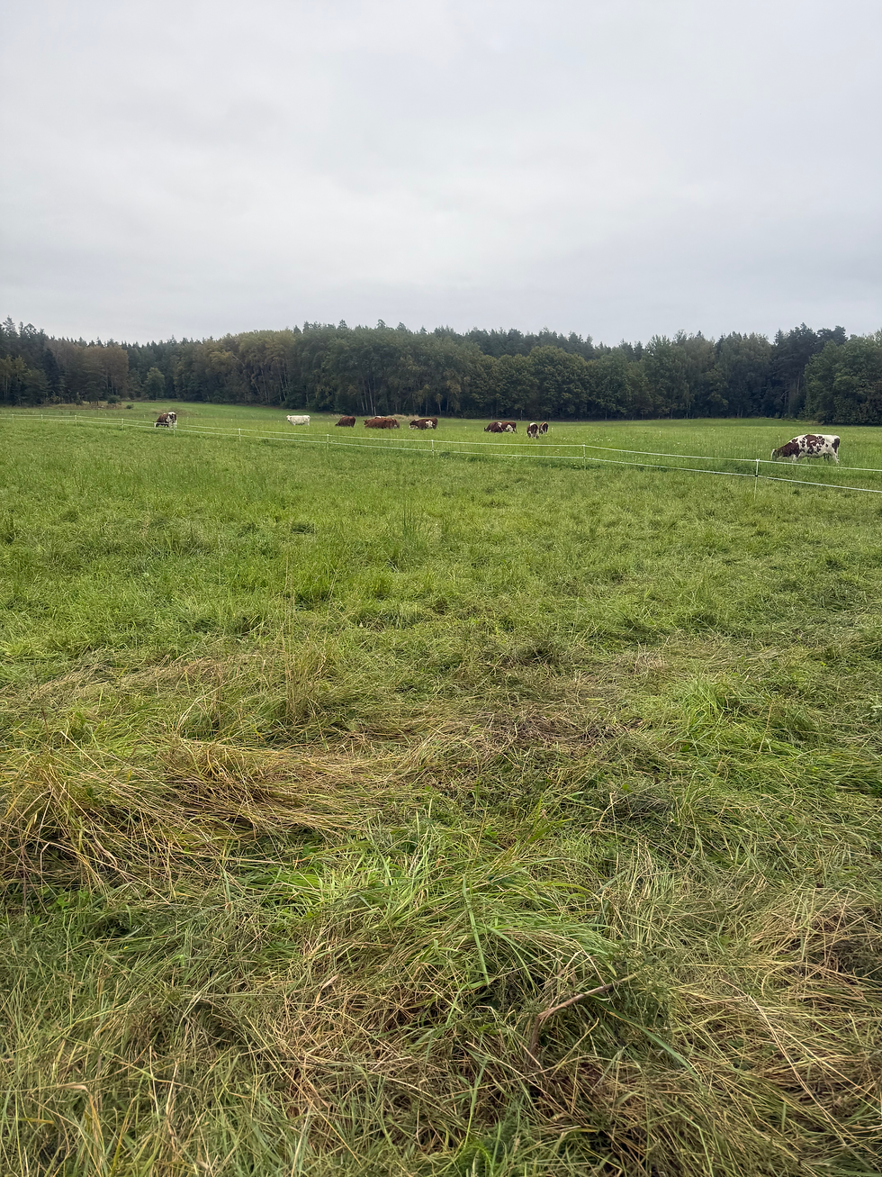 pasture recovering.HEIC
